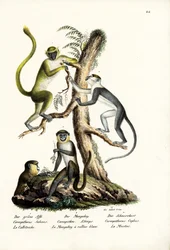 Vihreä apina, 1824