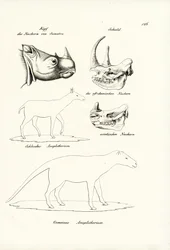 Sumatrasarvikuonon pää, 1824