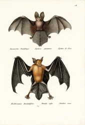 Onttolepakko, 1824