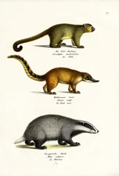 Honey Bear, 1824