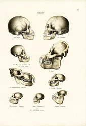 Ihmisen pääkalloja, 1824
