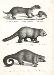 Pienin lumikko, Mustela nivalis 1, punainen panda, Ailurus fulgens 2, haavoittuvainen ja karhukukka, Arctictis binturong 3, haavoittuva. Karl Joseph Brodtmannin litografia Heinrich Rudolf Schinzin kuvitetusta ihmisten ja eläinten luonnonhistoriasta