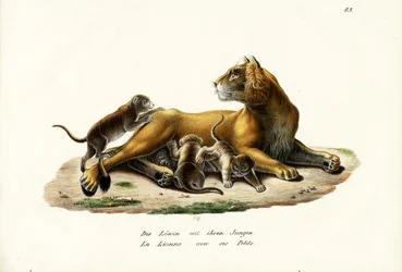 Leijona pentuineen, 1824