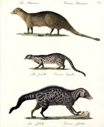 Monguusi, genet ja civet (painettu)