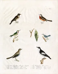 Native Songbirds (painettu)