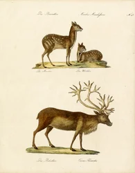 Erityiset hirvieläinlajit (tulosta)