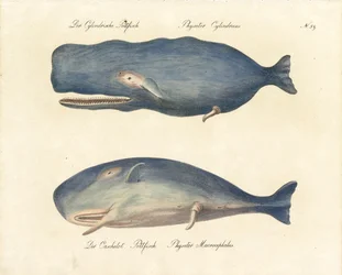 Spermavalaat (tulosta)