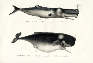 Kaskelovalaat, 1824