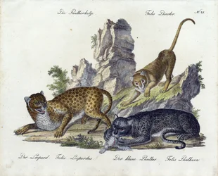 Pantterikissa leopardin ja pienen pantterin kanssa (printti)