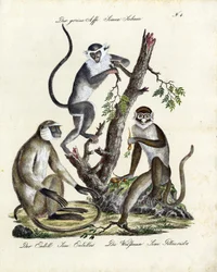 Trooppiset apinalajit (tulosta)