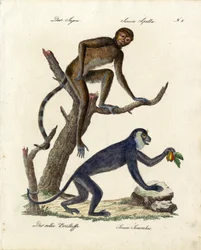 Tufted Capuchin ja Red Howler Apina (tuloste).