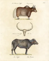 Erilaiset puhvelilajit (tulosta)