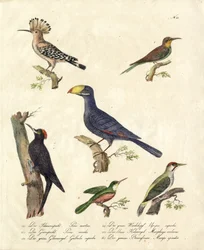 Erilaisia metsälintuja (painettu)