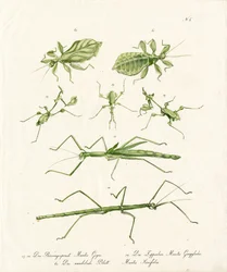 Erilaisia rukoilijasirkkoja (tulosta)