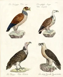 Erilaiset korppikotkalajit (tulostus)