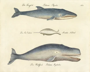 Erilaiset valaslajit (painettu)
