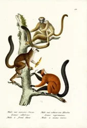 Valkosärmälemur, 1824
