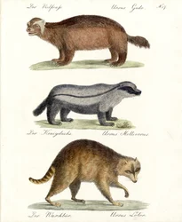 Wolverine, Honey Badger ja Raccoon (painettu)