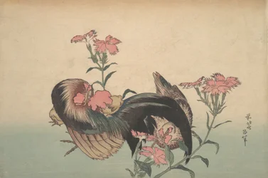 Kukko, kana ja nadeshiko-neilikka, Dianthus superbus.
