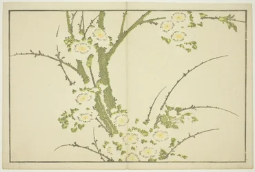 Kukkia, teoksesta Hokusain realististen maalausten kuvakirja (Hokusai shashin gafu), noin 1814 (värillinen puupiirros (albumiarkki)).