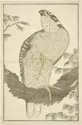Hawk, The Picture Book of Realistic Paintings of Hokusai (Hokusai shashin gafu)
