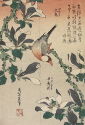 Java Sparrow ja Magnolia, n. 1832