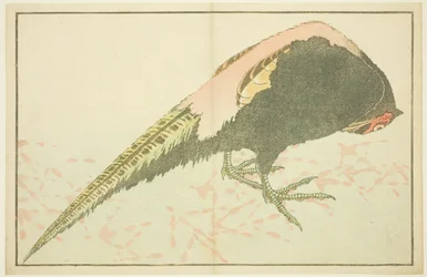 Urosfasaani, Hokusain realististen maalausten kuvakirjasta (Hokusai shashin gafu)