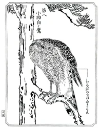 Haukka, 1898.