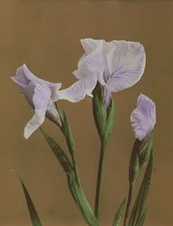 Iris Kaempfer, 1896 (käsinvärinen kollotyppi)