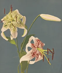 Liljat, 1897 (käsinvärinen kollotyppi)
