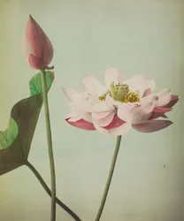 Lotus, 1896 (käsinvärinen kollotyyppi)