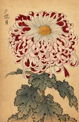 Hybridi karmiininpunainen ja valkoinen lusikkakrysanteemi., 1893 (kaiverrus)