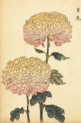 Hybridikultainen ja vaaleanpunainen pompon krysanteemi.,1893 (kaiverrus)