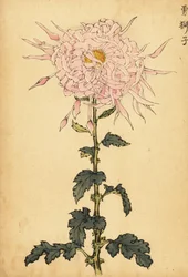 Hybridi vaaleanpunainen hämähäkkikrysanteemi., 1893 (kaiverrus)