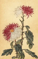 Hybridi violetti ja valkoinen kynäkrysanteemi.,1893 (kaiverrus)