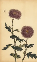 Hybridi violetti krysanteemi., 1893 (kaiverrus)