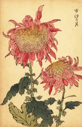 Hybridi lohen-vaaleanpunainen krysanteemi., 1893 (kaiverrus)