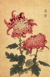 Hybridi lohen-vaaleanpunainen krysanteemi., 1893 (kaiverrus)