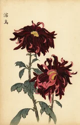 Hybridikirjava karmiininpunainen ja vaaleanpunainen krysanteemi., 1893 (kaiverrus)