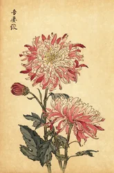 Hybridikirjava valkoinen ja vaaleanpunainen krysanteemi.,1893 (kaiverrus)