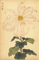 Hybridi valkoinen ja vaaleanpunainen krysanteemi.,1893 (kaiverrus)