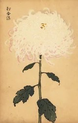 Hybridi valkoinen krysanteemi., 1893 (kaiverrus)