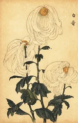 Hybridi valkoinen krysanteemi., 1893 (kaiverrus)