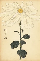 Hybridi valkoinen krysanteemi., 1893 (kaiverrus)