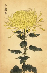 Hybridikeltainen krysanteemi., 1893 (kaiverrus)