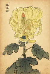 Hybridikeltainen incurve chrysanthemum., 1893 (kaiverrus)