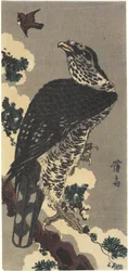 Kotka ja Sparrow