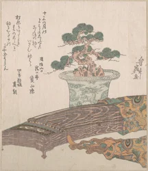 Ruukkuun istutettu mänty ja koto (japanilainen harppu)