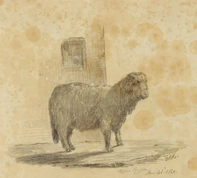 Lampaat