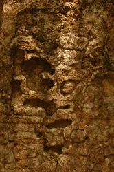 7319 Oxpemul; Maya; Muinaiset kulttuurit; Maya; Meksiko; Mayan biosfäärialue; Ivan Spr..., 2004 (kuva)